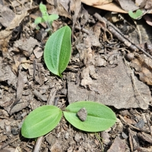 Chiloglottis valida at Cotter River, ACT - suppressed