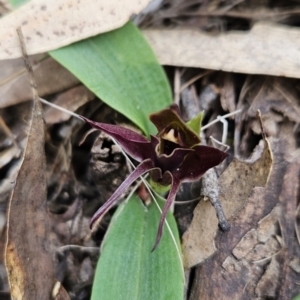 Chiloglottis valida at Cotter River, ACT - suppressed