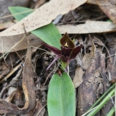 Chiloglottis valida at Cotter River, ACT - suppressed