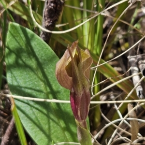 Chiloglottis valida at Cotter River, ACT - suppressed