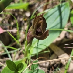 Chiloglottis valida at Cotter River, ACT - suppressed