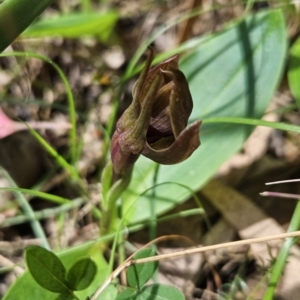 Chiloglottis valida at Cotter River, ACT - suppressed