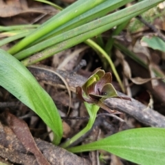 Chiloglottis valida at Cotter River, ACT - suppressed