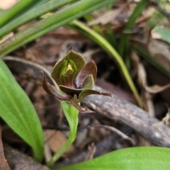 Chiloglottis valida at Cotter River, ACT - 24 Oct 2023