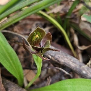 Chiloglottis valida at Cotter River, ACT - suppressed