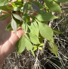 Fraxinus angustifolia (Desert Ash) at Bruce Ridge to Gossan Hill - 24 Oct 2023 by lbradley