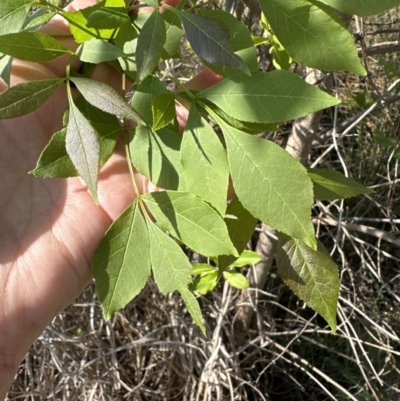 Fraxinus angustifolia (Desert Ash) at Flea Bog Flat, Bruce - 24 Oct 2023 by lbradley