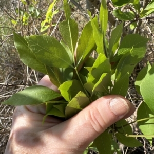 Fraxinus angustifolia at Bruce, ACT - 24 Oct 2023