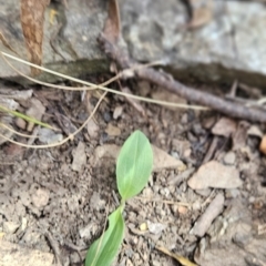 Chiloglottis sp. at Cotter River, ACT - suppressed