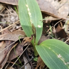 Chiloglottis sp. at Cotter River, ACT - suppressed