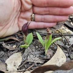 Chiloglottis sp. (A Bird/Wasp Orchid) at Cotter River, ACT - 24 Oct 2023 by BethanyDunne