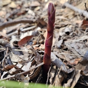 Dipodium sp. at Cotter River, ACT - 24 Oct 2023