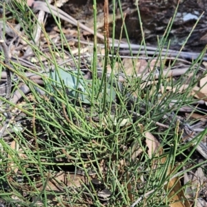 Choretrum pauciflorum at Cotter River, ACT - 24 Oct 2023