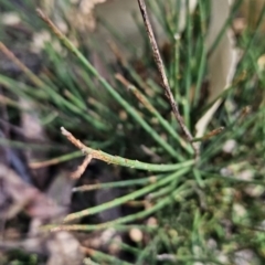 Choretrum pauciflorum at Cotter River, ACT - 24 Oct 2023