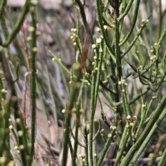 Choretrum pauciflorum at Cotter River, ACT - 24 Oct 2023