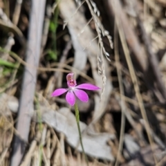 Caladenia carnea (Pink Fingers) at Cotter River, ACT - 24 Oct 2023 by BethanyDunne