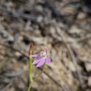 Caladenia carnea at Cotter River, ACT - 24 Oct 2023