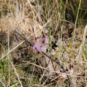 Caladenia carnea at Cotter River, ACT - 24 Oct 2023