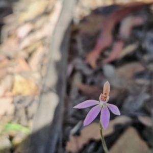 Caladenia carnea at Cotter River, ACT - 24 Oct 2023