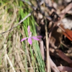 Caladenia carnea (Pink Fingers) at Cotter River, ACT - 23 Oct 2023 by BethanyDunne