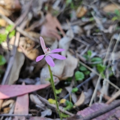 Caladenia carnea (Pink Fingers) at Cotter River, ACT - 23 Oct 2023 by BethanyDunne