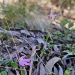 Caladenia carnea at Cotter River, ACT - 24 Oct 2023