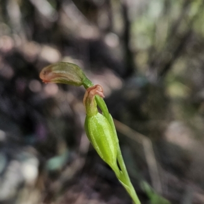 Bunochilus sp. (Leafy Greenhood) at Cotter River, ACT - 24 Oct 2023 by BethanyDunne