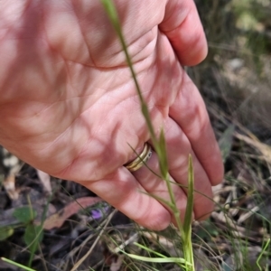 Bunochilus sp. at suppressed - 24 Oct 2023