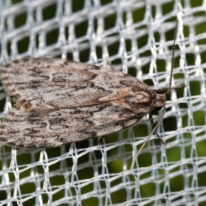 Halone servilis at Jerrabomberra, NSW - suppressed