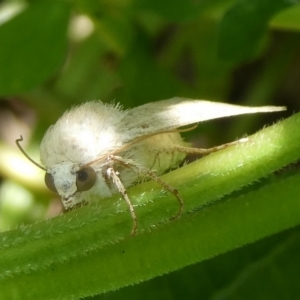 Helicoverpa (genus) at Curtin, ACT - 20 Oct 2023