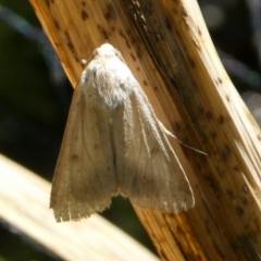 Helicoverpa (genus) at Curtin, ACT - 20 Oct 2023