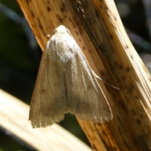 Helicoverpa (genus) at Curtin, ACT - 20 Oct 2023