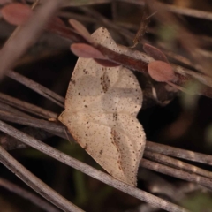 Taxeotis intextata (Looper Moth, Grey Taxeotis) at Acton, ACT - 21 Oct 2023 by ConBoekel