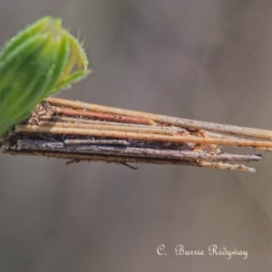 Clania (genus) at Stromlo, ACT - 22 Oct 2023 10:20 AM