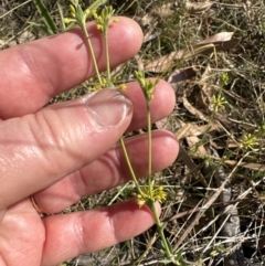 Pimelea curviflora (Curved Rice-flower) at Bruce Ridge to Gossan Hill - 24 Oct 2023 by lbradley