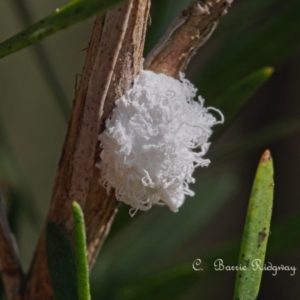 Callococcus acaciae at Stromlo, ACT - 22 Oct 2023