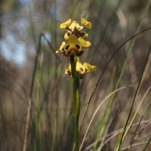 Diuris sulphurea at Belconnen, ACT - suppressed