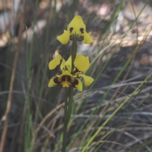 Diuris sulphurea at Belconnen, ACT - suppressed