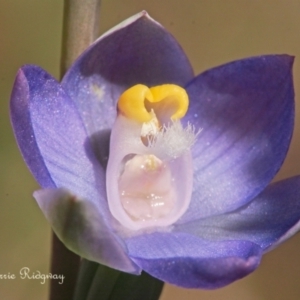 Thelymitra sp. (pauciflora complex) at Stromlo, ACT - 22 Oct 2023