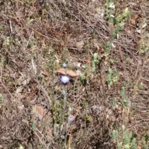 Thelymitra sp. (pauciflora complex) at Stromlo, ACT - suppressed