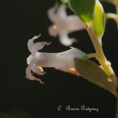 Brachyloma daphnoides (Daphne Heath) at Stromlo, ACT - 21 Oct 2023 by BarrieR