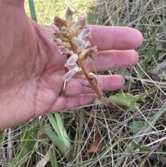 Orobanche minor (Broomrape) at Flea Bog Flat, Bruce - 24 Oct 2023 by lbradley