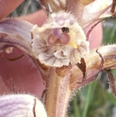 Orobanche minor at Bruce, ACT - 24 Oct 2023