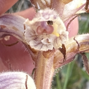 Orobanche minor at Bruce, ACT - 24 Oct 2023