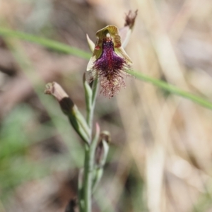 Calochilus platychilus at Canberra Central, ACT - suppressed