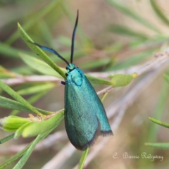 Pollanisus (genus) (A Forester Moth) at Stromlo, ACT - 22 Oct 2023 by BarrieR