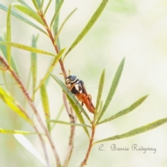 Pergagrapta sp. (genus) (A sawfly) at Stromlo, ACT - 22 Oct 2023 by BarrieR