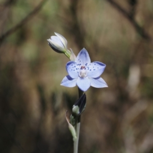 Thelymitra juncifolia at Canberra Central, ACT - suppressed