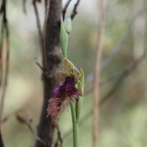 Calochilus platychilus at Canberra Central, ACT - suppressed