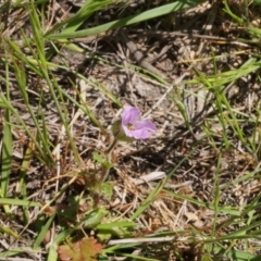 Erodium botrys at Stromlo, ACT - 22 Oct 2023